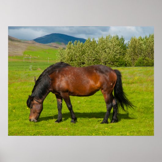 Mossfellsbaer Icelandic Horse ポスター (正面)