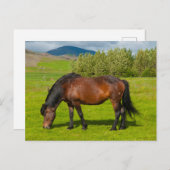 Mossfellsbaer Icelandic Horse ポストカード (正面/裏面)