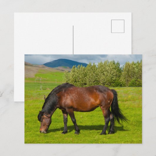 Mossfellsbaer Icelandic Horse ポストカード (正面/裏面)