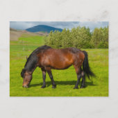 Mossfellsbaer Icelandic Horse ポストカード (正面)