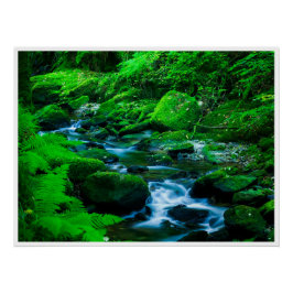 Mossy Forest Stream in Killarney National Park ポスター