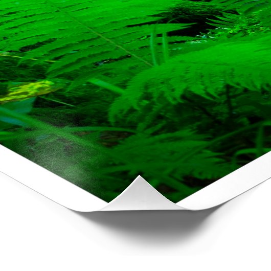 Mossy Forest Stream in Killarney National Park ポスター (コーナー)