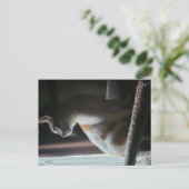 Most Dramatic Cat on Cat Tree Ever ポストカード (スタンド正面)