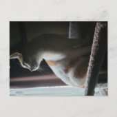 Most Dramatic Cat on Cat Tree Ever ポストカード (正面)