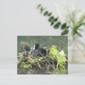 Mother Coot with Young DIYはがき ポストカード (スタンド正面)