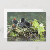Mother Coot with Young DIYはがき ポストカード (正面/裏面)