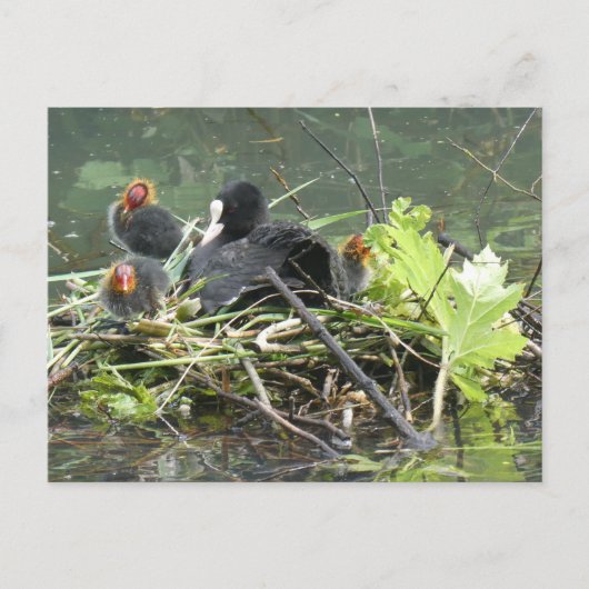 Mother Coot with Young DIYはがき ポストカード (正面)