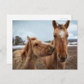 Mother Horse and Foal ポストカード (正面/裏面)