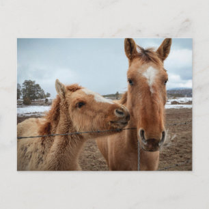 Mother Horse and Foal ポストカード