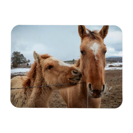 Mother Horse and Foal マグネット (横)
