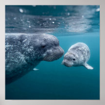 Mother Narwhal & Calf - First Swim in the Arctic
