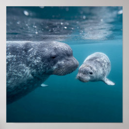 Mother Narwhal & Calf - First Swim in the Arctic ポスター
