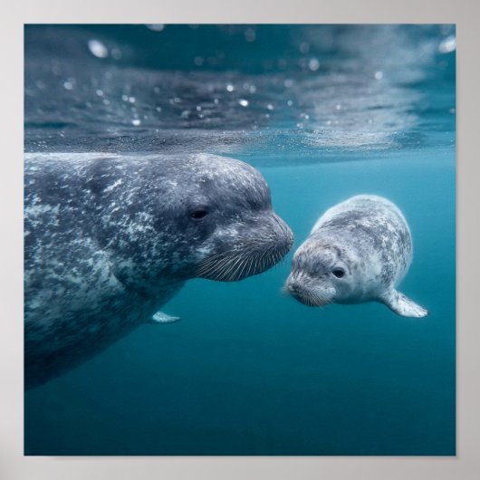 Mother Narwhal & Calf - First Swim in the Arctic ポスター (正面)