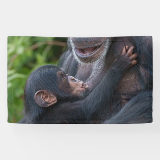 Mother’s Love – Baby Chimpanzee 横断幕 (横)