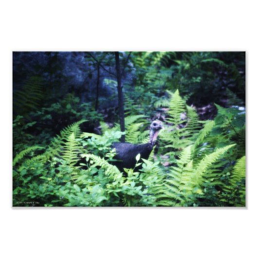 Mother Turkey in Ferns写真 フォトプリント (正面)