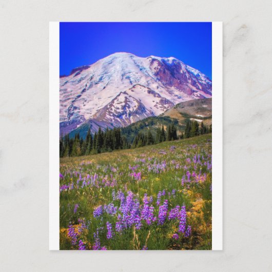 Mount Rainier ポストカード (正面)