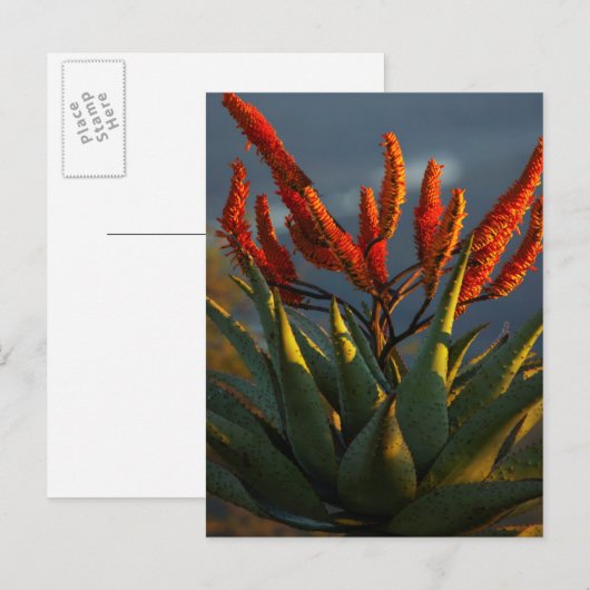 Mountain Aloe (Aloe Marlothii Berger) ポストカード (正面/裏面)