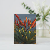 Mountain Aloe (Aloe Marlothii Berger) ポストカード (スタンド正面)