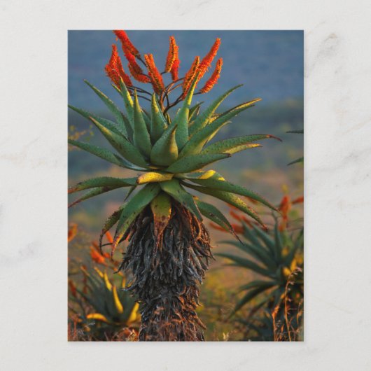 Mountain Aloe (Aloe Marlothii Berger) 2 ポストカード (正面)