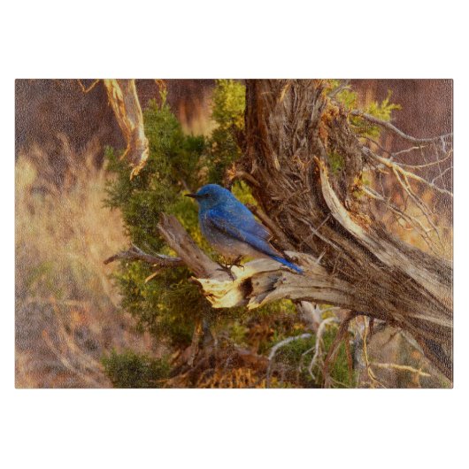 Mountain Bluebird at Arches National Park カッティングボード (正面)