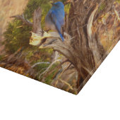 Mountain Bluebird at Arches National Park カッティングボード (角)