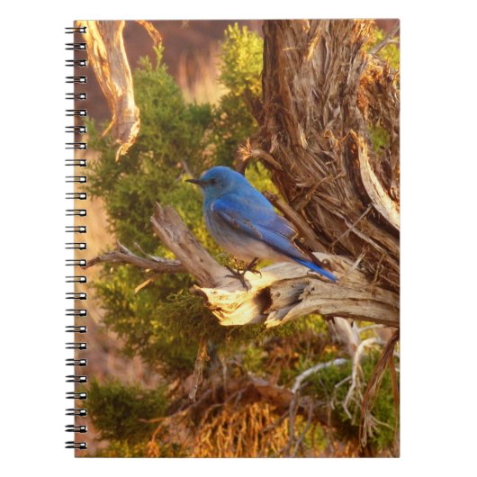 Mountain Bluebird at Arches National Park ノートブック (正面)
