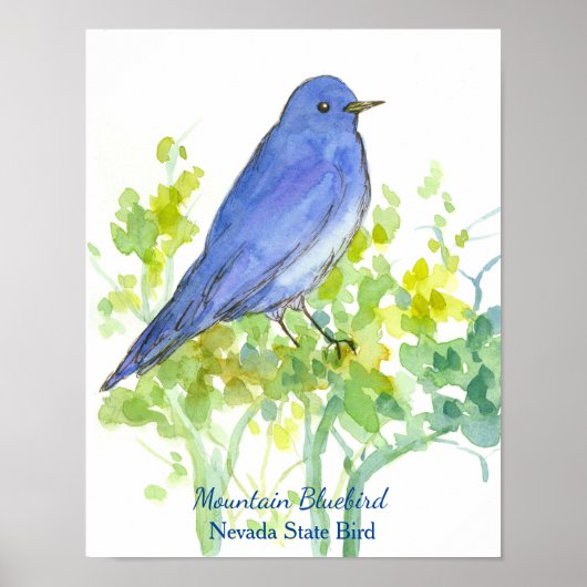 Mountain Bluebird Nevada State Bird Watercolor ポスター (正面)