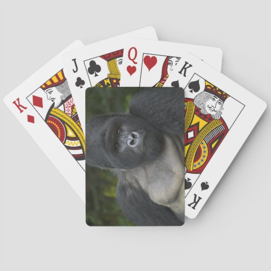 Mountain Gorilla and Silverback トランプ (裏面)