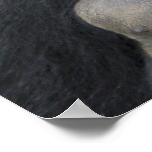 Mountain Gorilla and Silverback ポスター (角)