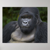 Mountain Gorilla and Silverback ポスター (正面)