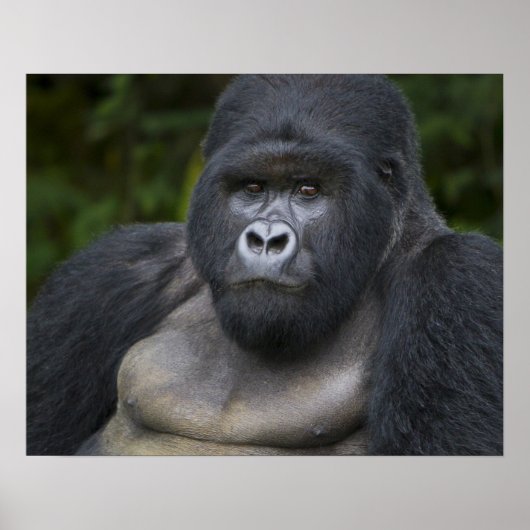 Mountain Gorilla and Silverback ポスター (正面)