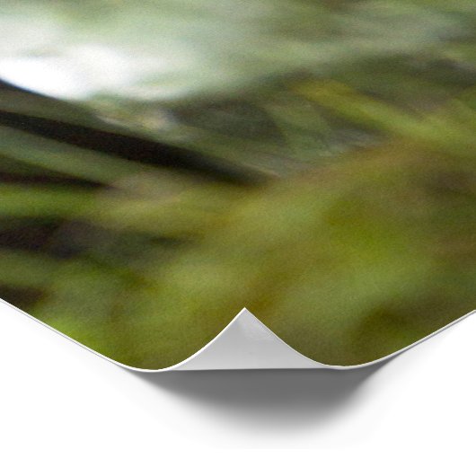 Mountain Gorilla and Silverback ポスター (角)