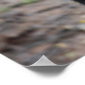 Mountain Gorilla/ Mother & Baby ポスター (角)