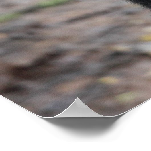 Mountain Gorilla/ Mother & Baby ポスター (角)