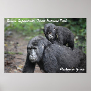 Mountain Gorilla/ Mother & Baby ポスター