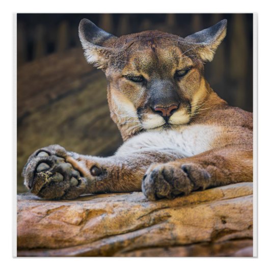 Mountain Lion Wildlife Wall Art Photo Nature Print ポスター (正面)