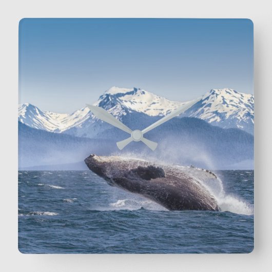 Mountains | Breaching Whale Glacier Bay, Alaska スクエア壁時計 (正面)