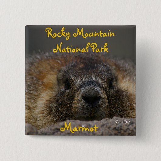 Mountianの岩が多い国立公園のMarmot 缶バッジ (正面)