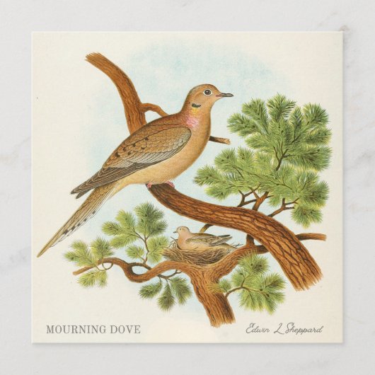 Mourning Dove by Edwin L. Sheppard (正面)