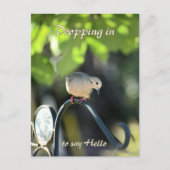 Mourning Dove Dropping in to Say Hello ポストカード (正面)