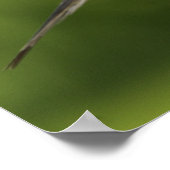 Mourning Dove, Zenaida macroura ポスター (角)