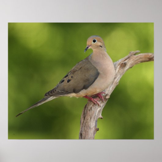Mourning Dove, Zenaida macroura ポスター (正面)