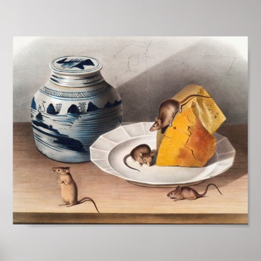 Mouse (Mus-musculus) Illustration ポスター (正面)