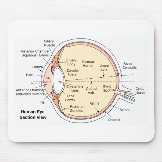 Mouse Pad Human Eye Ball Anatomical Diagram マウスパッド (正面)