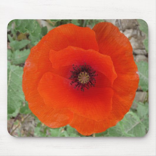 Mouse Pad. Poppy (Amapola) マウスパッド (正面)