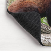 Mousepad. Photo red panda. Panda roux. animals. マウスパッド (コーナー)