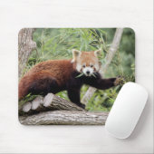 Mousepad. Photo red panda. Panda roux. animals. マウスパッド (マウス)