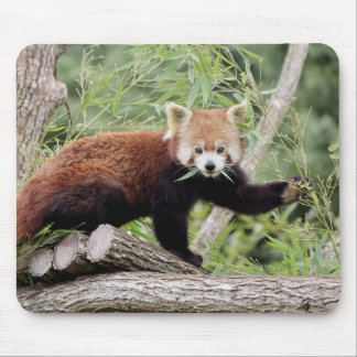 Mousepad. Photo red panda. Panda roux. animals. マウスパッド