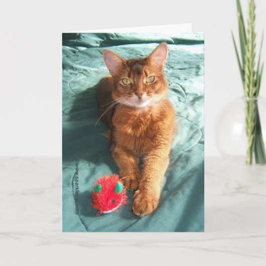 Mousey Catmasのクリスマスカード シーズンカード (正面)