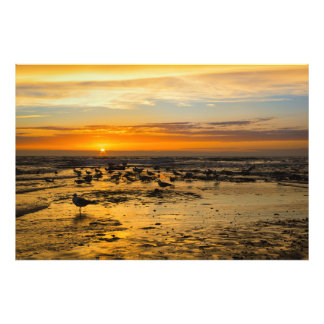 Möwen im Sonnenuntergang フォトプリント